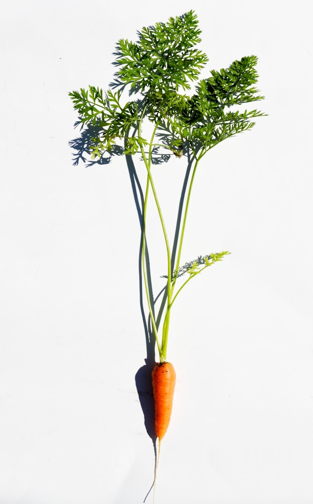 carrot against white background.