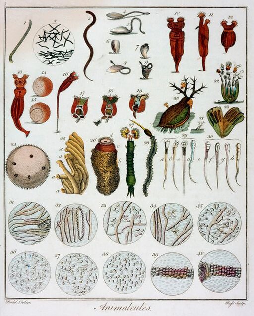"Animalcules" illustration as observed by Anton Van Leeuwenhoek