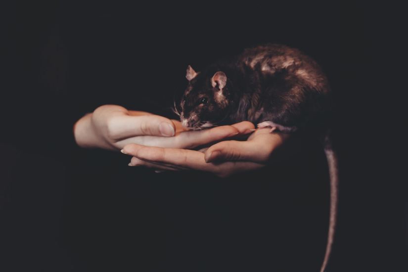 mouse utopia may predict human future